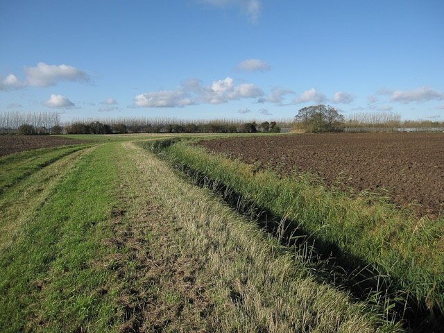 Kuva ”Elm” käyttäjältä Hugh Venables (CC BY-SA) / rajattu alkuperäisestä kuvasta