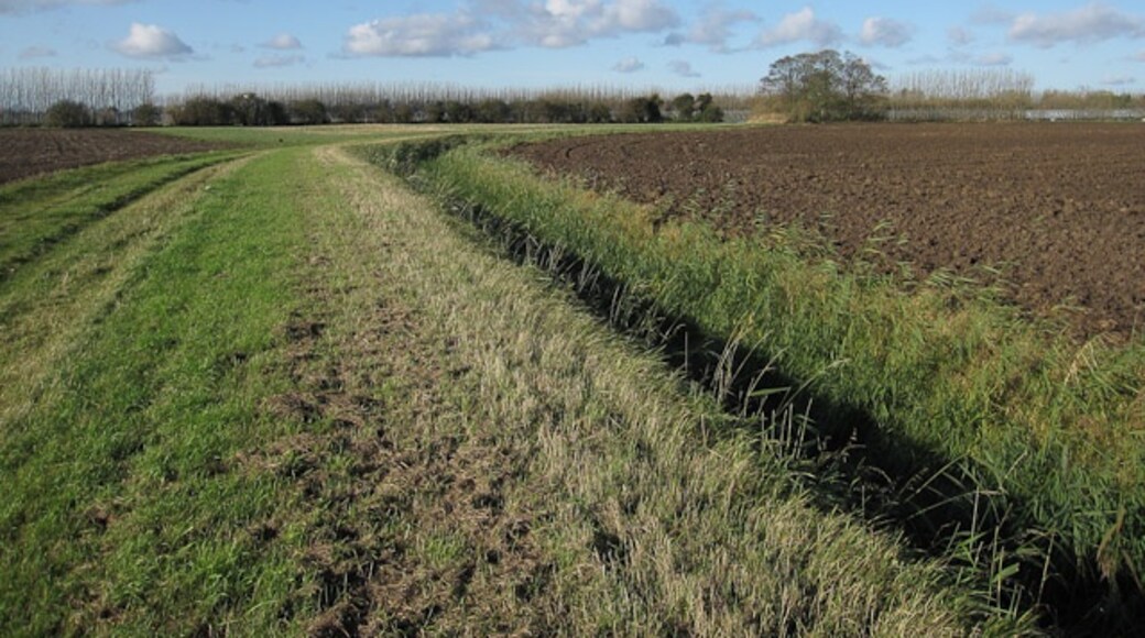 Kuva ”Elm” käyttäjältä Hugh Venables (CC BY-SA) / rajattu alkuperäisestä kuvasta