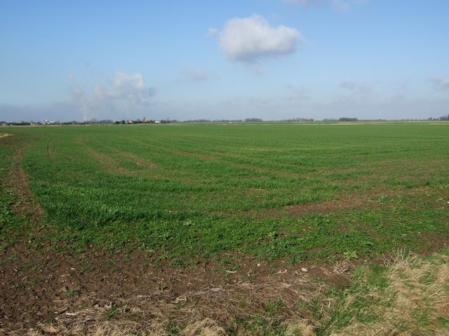 Kuva ”Reedness” käyttäjältä John Collett (CC BY-SA) / rajattu alkuperäisestä kuvasta