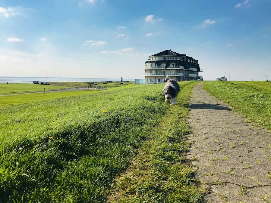 Spaziergang mit Hund