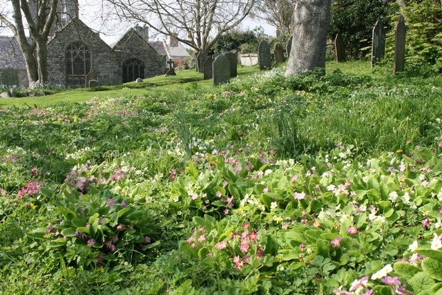 Primroses in St Germoe's parish churchyard, Germoe, Cornwall