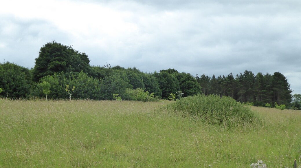 Photo "Sutton" by Dudley Miles (CC BY-SA) / Cropped from original