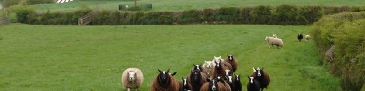 Photo "Zwartble Sheep, Woodhouse Welcoming flock of Zwartble sheep on the approach over the fields to Merkland Cross, the white sheep are either Texel or Beltex" by Chris Newman (Creative Commons Attribution-Share Alike 2.0) / Cropped from original