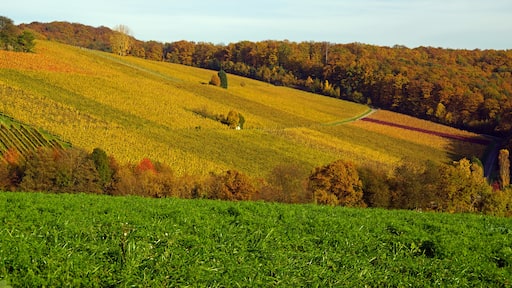 Photo "Ilsfeld" by A.Grünberger (CC BY) / Cropped from original