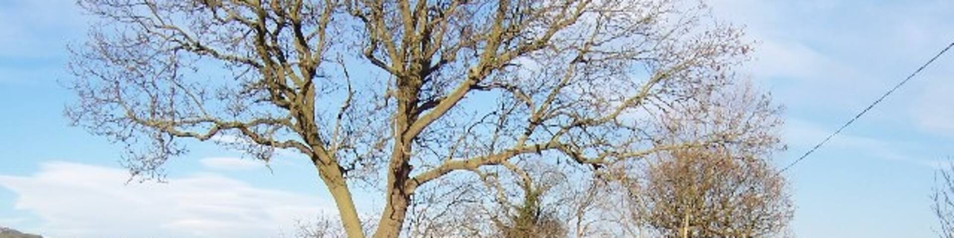 Woodgate Lane, Weeton. Looking north.
