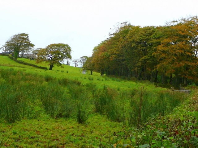 Autumn colour by the A476 The drive to Penderi can be seen ascending the hillside.