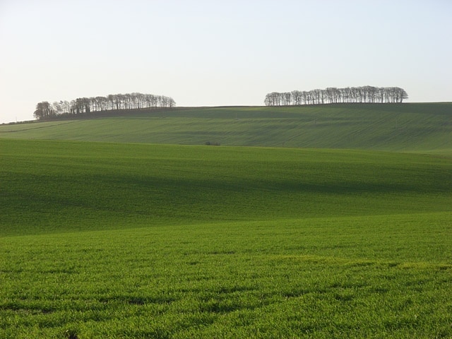 Farmland, Childrey Fields beside the B4507. Looking up to Hackpen Hill.