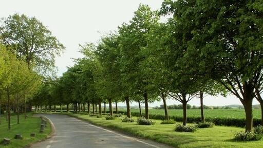 Foto „White Roothing“ von Robert Edwards (CC BY-SA)/zugeschnittenes Original