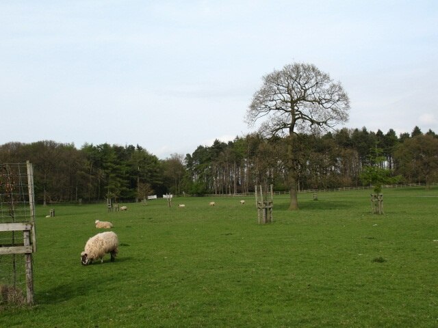 "Thornton-le-Street"-foto av Gordon Hatton (CC BY-SA) / Urklipp från original