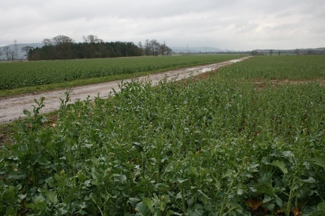 Billede "East Rounton" af Mick Garratt (CC BY-SA) / beskåret fra det originale billede