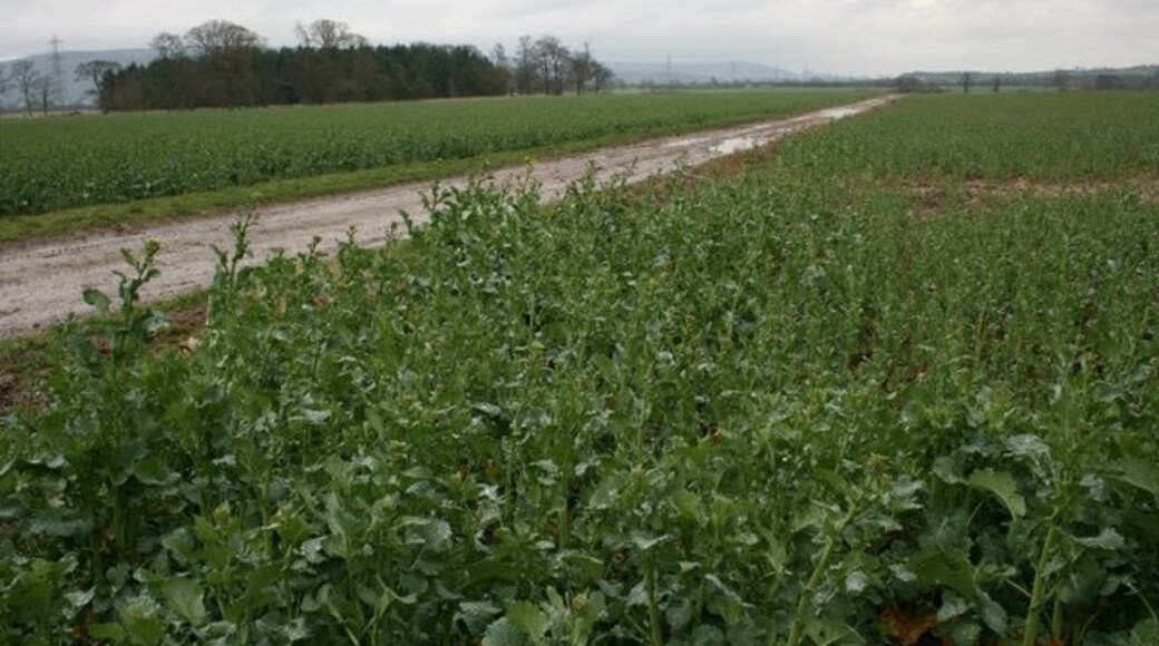 Billede "East Rounton" af Mick Garratt (CC BY-SA) / beskåret fra det originale billede