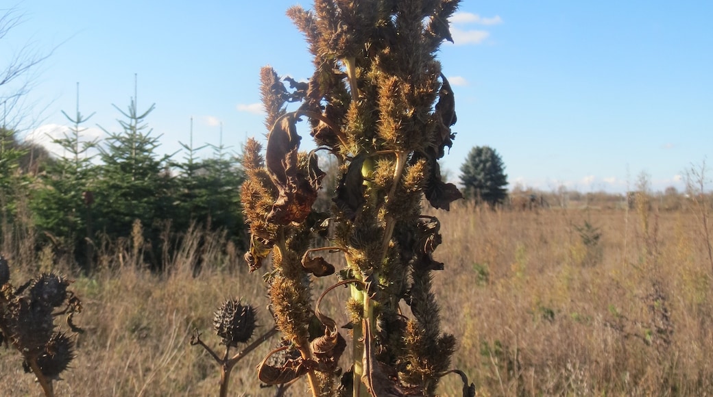 Zurückgebogener Amarant oder Acker-Fuchsschwanz (Amaranthus retroflexus) auf einem kleinen Sandtrockenrasen-Biotop bei Neulußheim (Gemarkung Altlußheim)