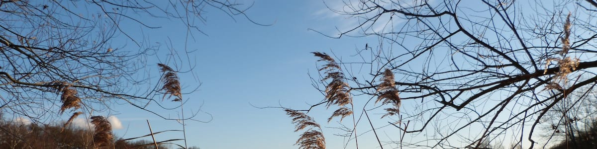 Photo "Steinrodsee im Dezember 2011" by suupermike (Creative Commons Attribution 3.0) / Cropped from original