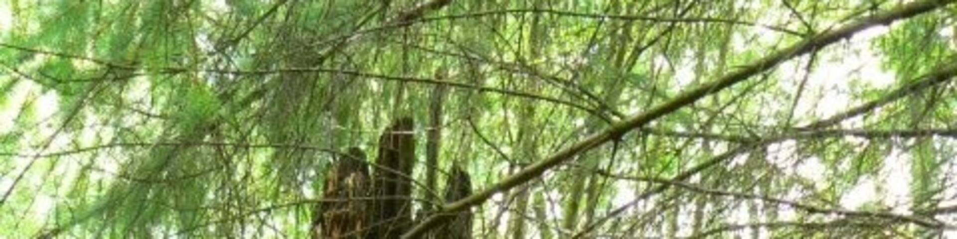 Shattered stump The scant remains of a broken beech tree above the burn in Uplawmoor Glen.