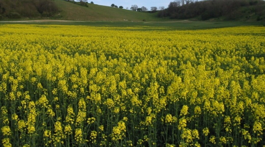 Ảnh "Wye with Hinxhill" của Nick Smith (CC BY-SA) / Cắt từ ảnh gốc