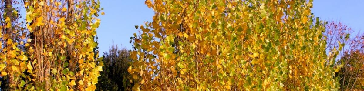 Photo "Arbres" by Kold (Creative Commons Attribution 3.0) / Cropped from original