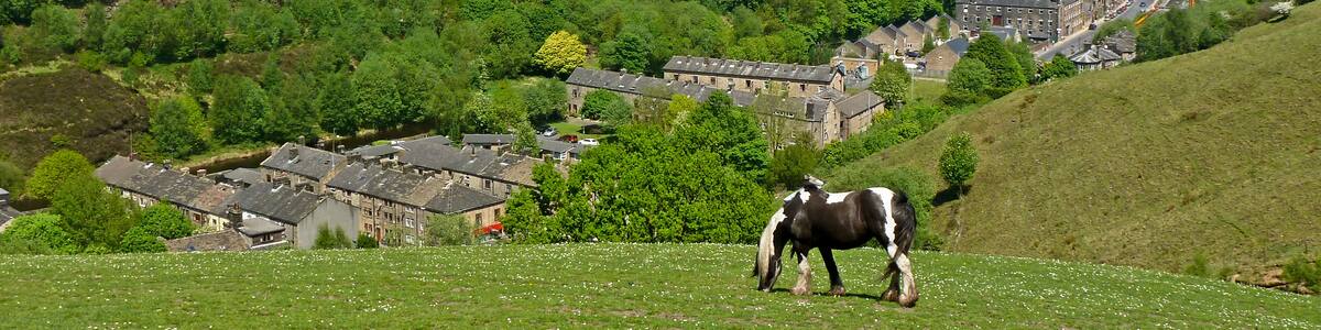 Photo "Grazing above Todmorden" by Tim Green (Creative Commons Attribution 2.0) / Cropped from original