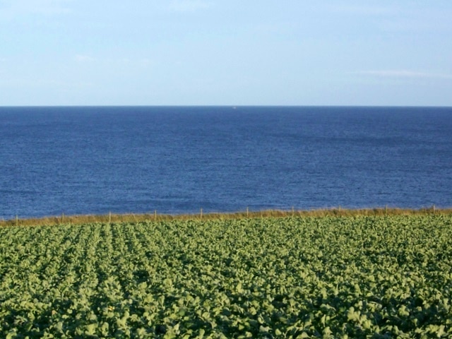 Green and blue at Tod Head A field of root crop contrasts with the deep blue sea.