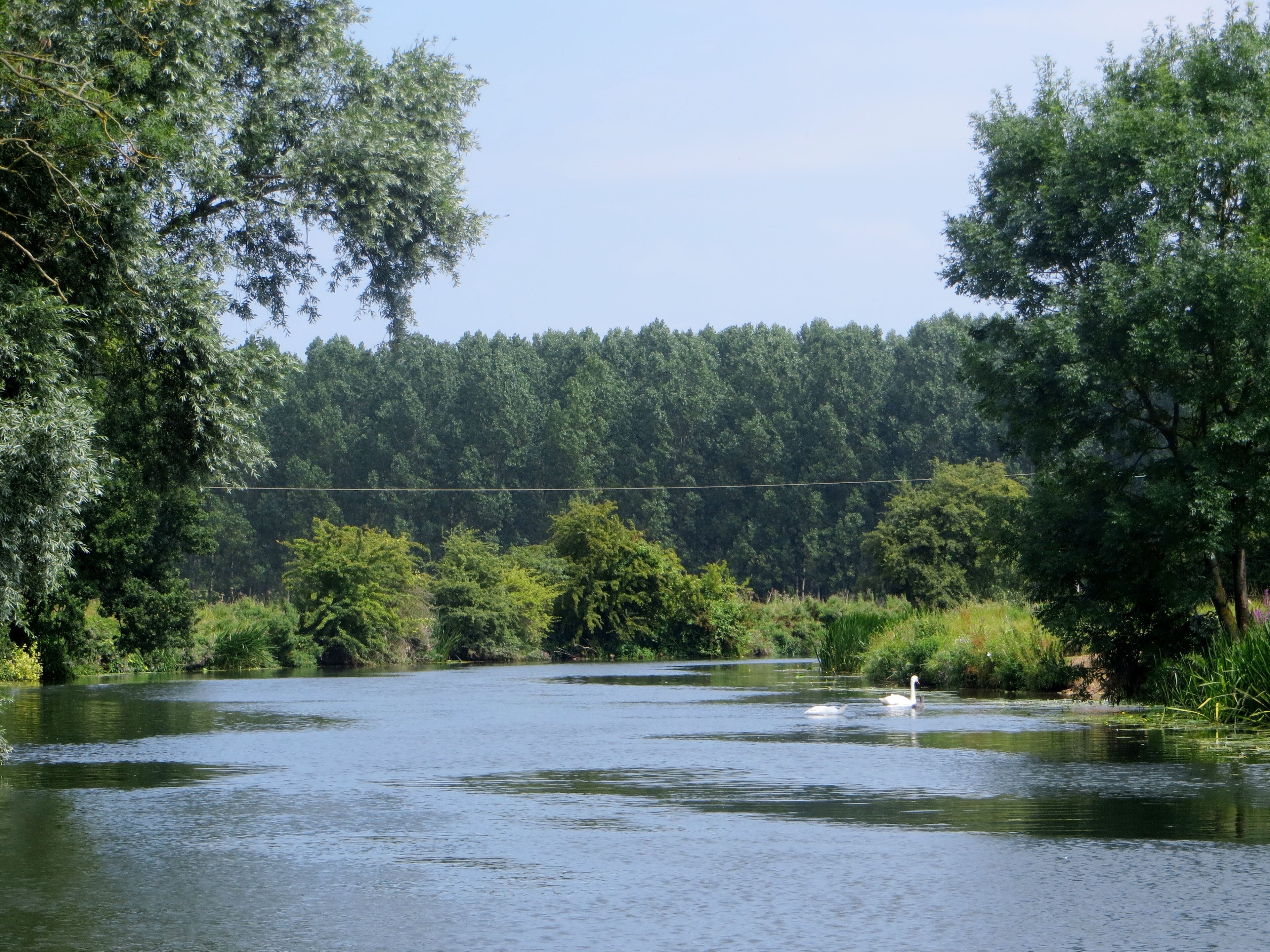Foto “Cotterstock” tomada por Forester2009 (CC BY-SA); recorte de la original