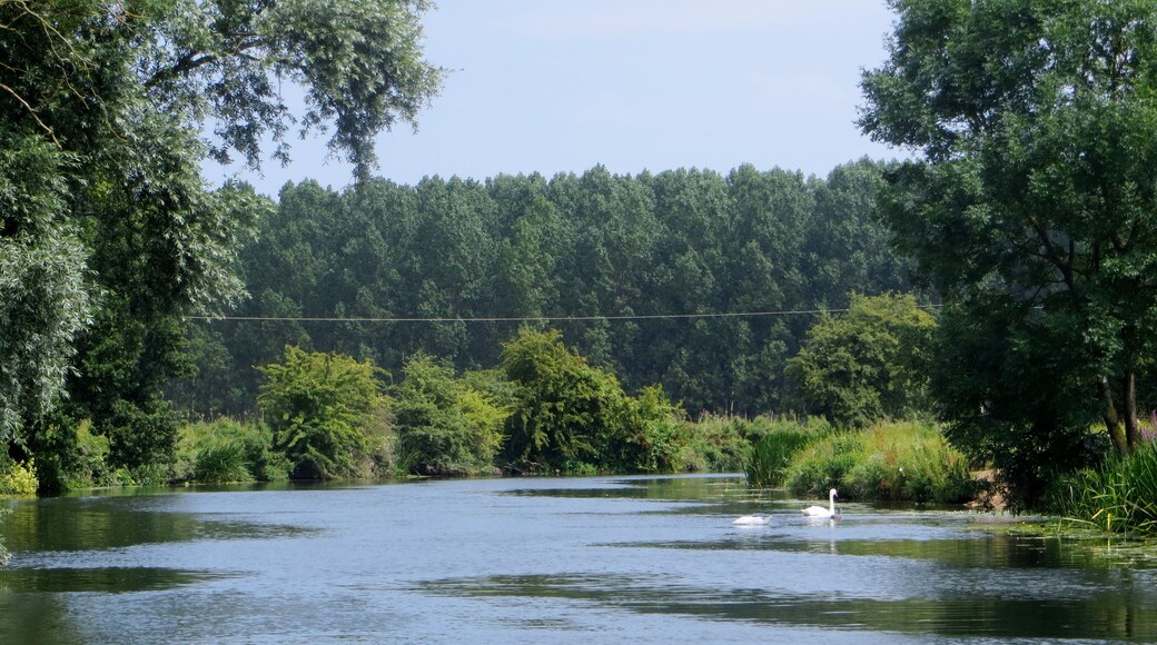 Foto “Cotterstock” tomada por Forester2009 (CC BY-SA); recorte de la original
