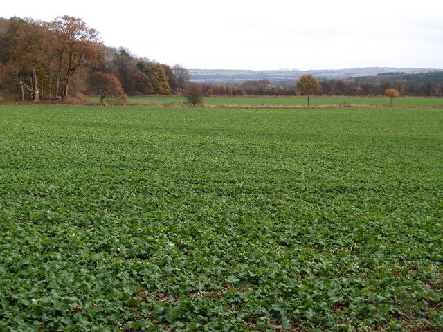 Farmland to the East of Styford Hall The Woodland of Sunny Bank to the left of the picture.