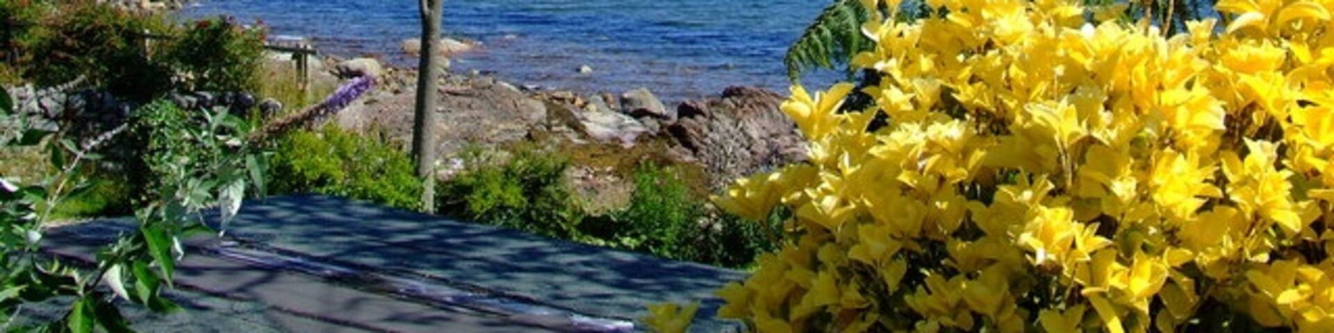 Corrie Garden A tropical scene on the Isle of Arran