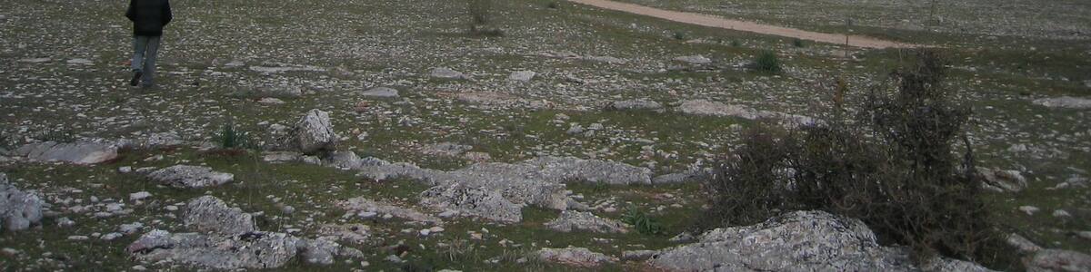 Photo "Encinas Borrachas" by aniri (Creative Commons Attribution 3.0) / Cropped from original