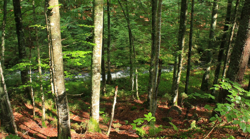 Foto „Schönbrunner Wald“ von Antiope05411 (CC BY-SA)/zugeschnittenes Original