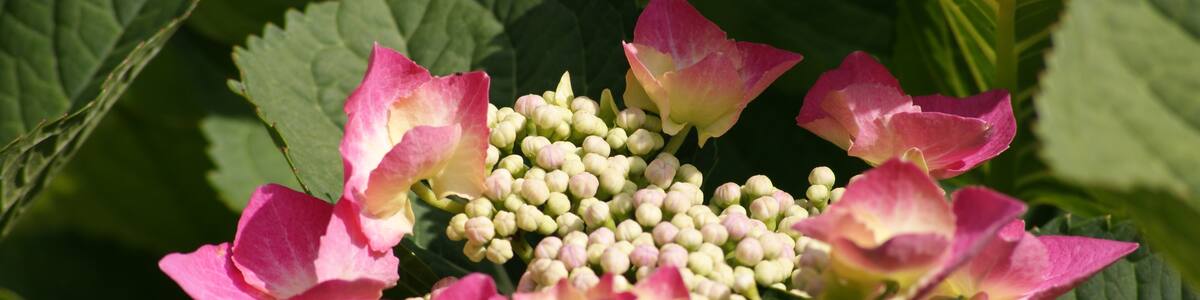 Photo "Tellerhortensie" by der_psycho_78 (Creative Commons Attribution 3.0) / Cropped from original