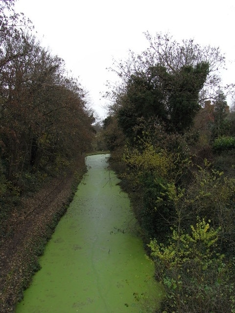 Foto “Salwarpe” tomada por Chris Allen (CC BY-SA); recorte de la original