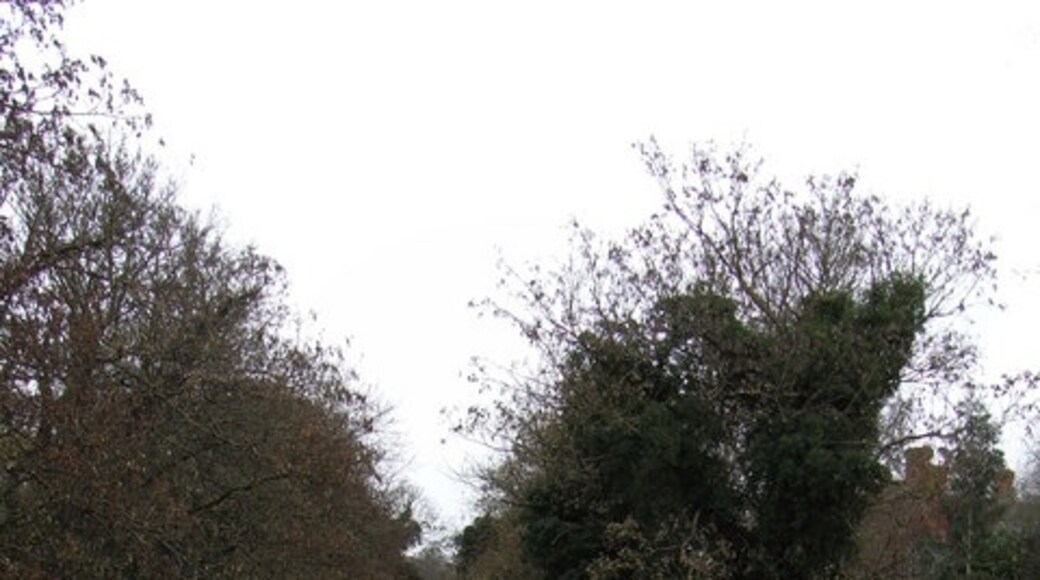 Foto “Salwarpe” tomada por Chris Allen (CC BY-SA); recorte de la original