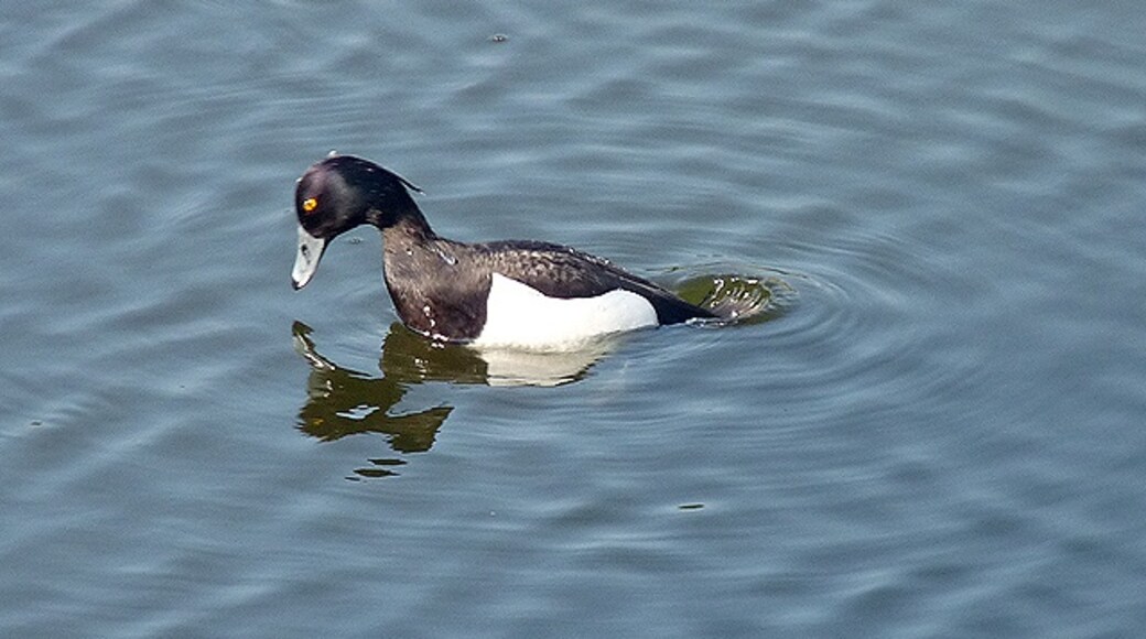 Foto "Fingringhoe" por Zorba the Geek (CC BY-SA) / Recortada de la original