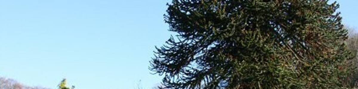 Photo "Entrance to Combe House Hotel Looking back towards the road from the front of the hotel." by Bob Jones (Creative Commons Attribution-Share Alike 2.0) / Cropped from original