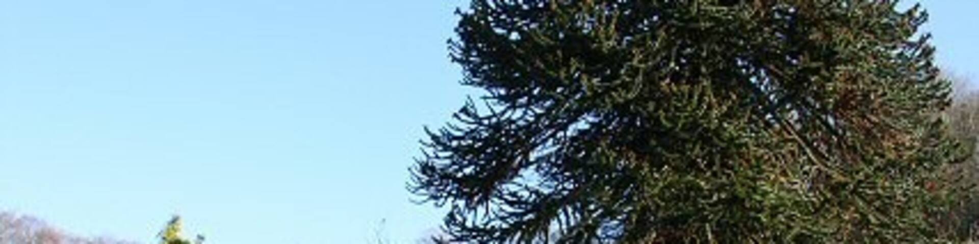 Entrance to Combe House Hotel Looking back towards the road from the front of the hotel.