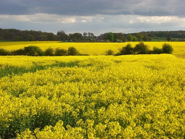 Foto “Woodcote” tomada por Andrew Smith (CC BY-SA); recorte de la original