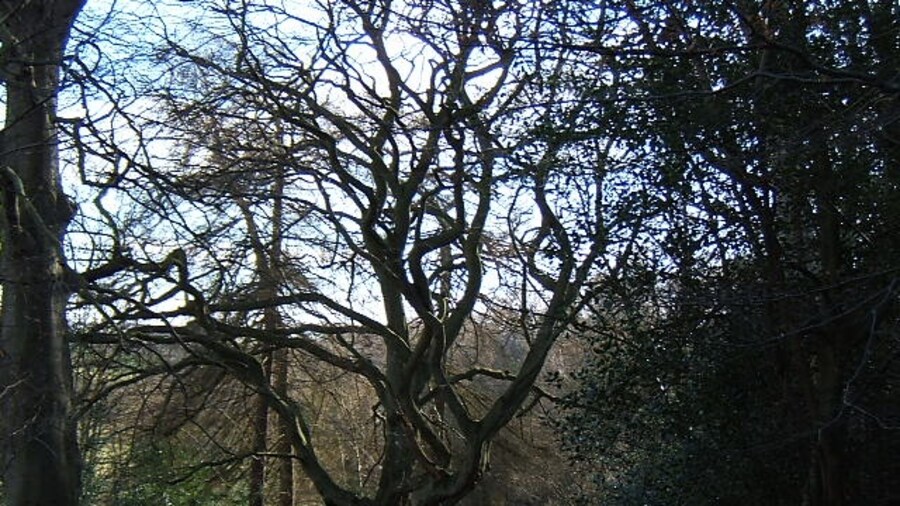 Photo "A gnarley tree at Rabbitbank Woods Much of the woods here are within a nature reserve run by Durham Widlife Trust." by David Collins (Creative Commons Attribution-Share Alike 2.0) / Cropped from original