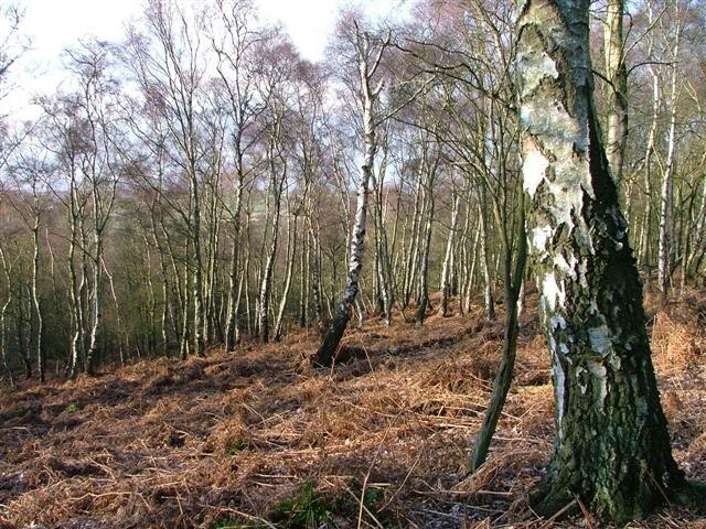 "Landmoth-cum-Catto"-foto av Mick Garratt (CC BY-SA) / Urklipp från original