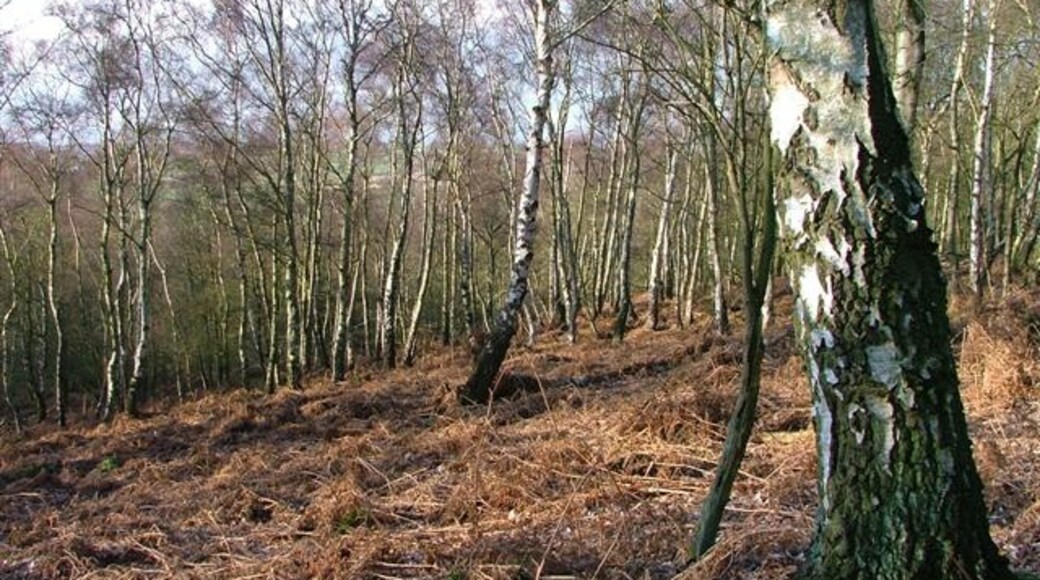 "Landmoth-cum-Catto"-foto av Mick Garratt (CC BY-SA) / Urklipp från original