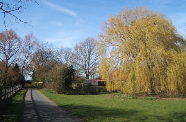 Monks Eleigh Tye lane, weeping willow in leaf