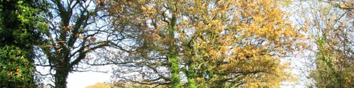 Photo "Autumn colours on Long Lane" by Evelyn Simak (Creative Commons Attribution-Share Alike 2.0) / Cropped from original