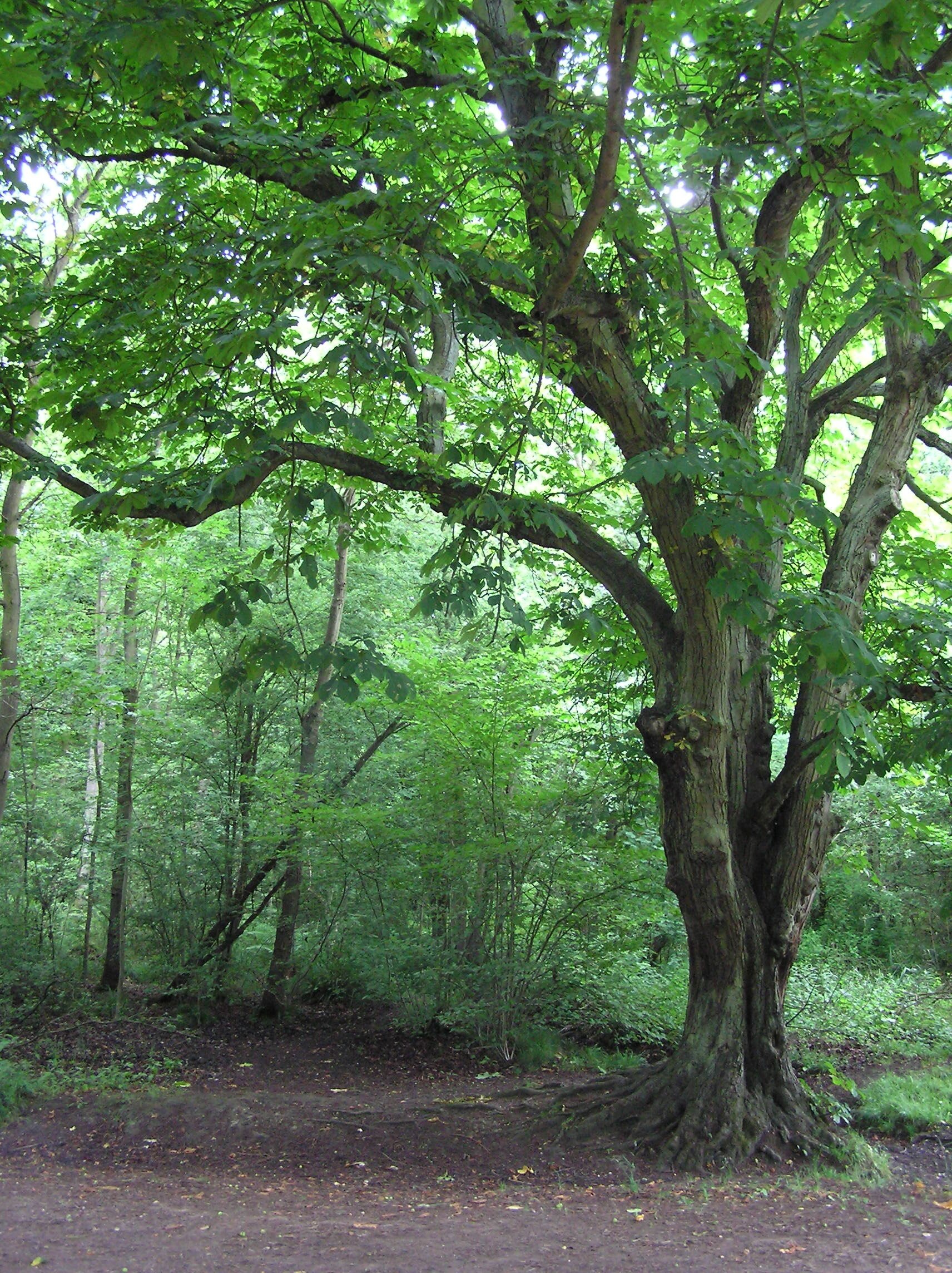 Foto “Hartwell” tomada por Forester2009 (CC BY-SA); recorte de la original