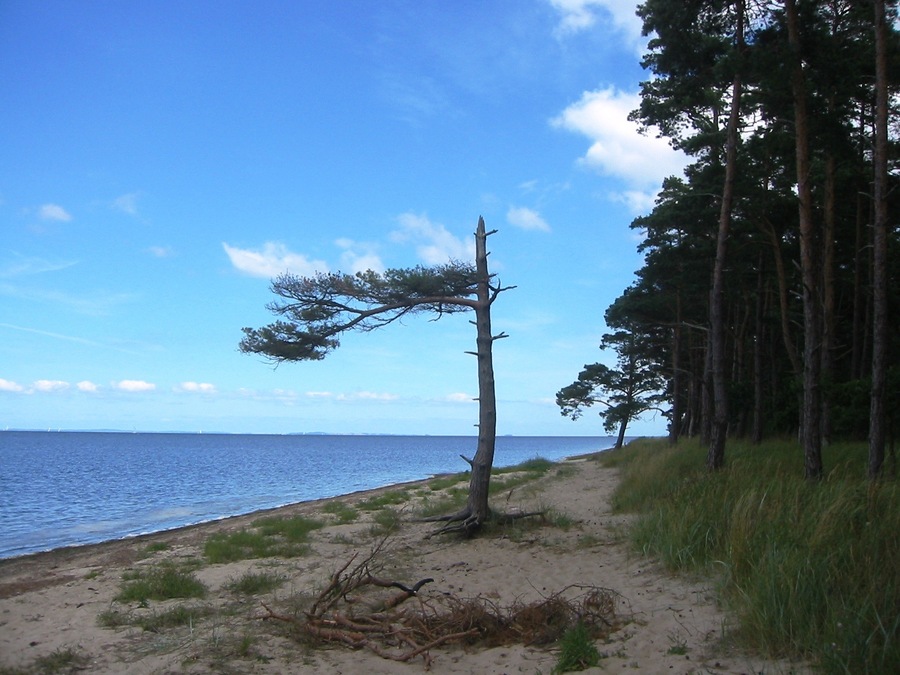 Küste im Naturschutzgebiet Lanken, Vorpommern-Greifswald (Mecklenburg-Vorpommern)