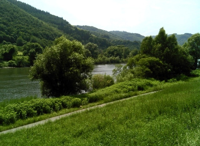 Laubbaum anliegerstaaten vegetation entlang der Mosel