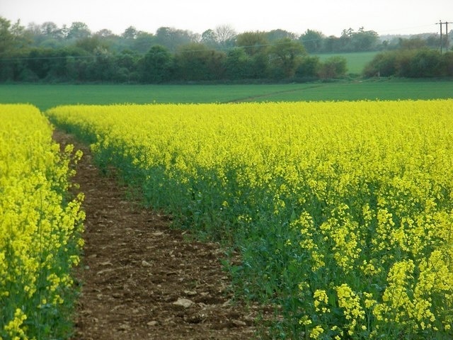 Footpath through rapeseed fields in bloom. The footpath turns right after the rape, heading for the gap in the hedge. Here it crosses a bridleway which is part of National Cycle Network route 5.