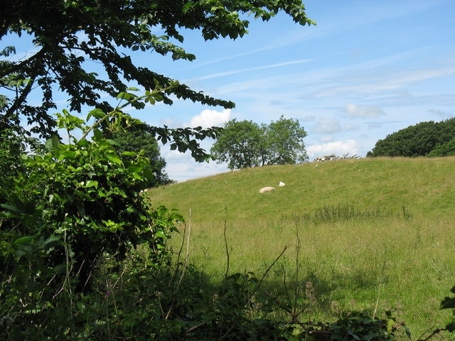 Sheep resting on the slopes of a drumlin on one of the rare sunny afternoons of June 2007