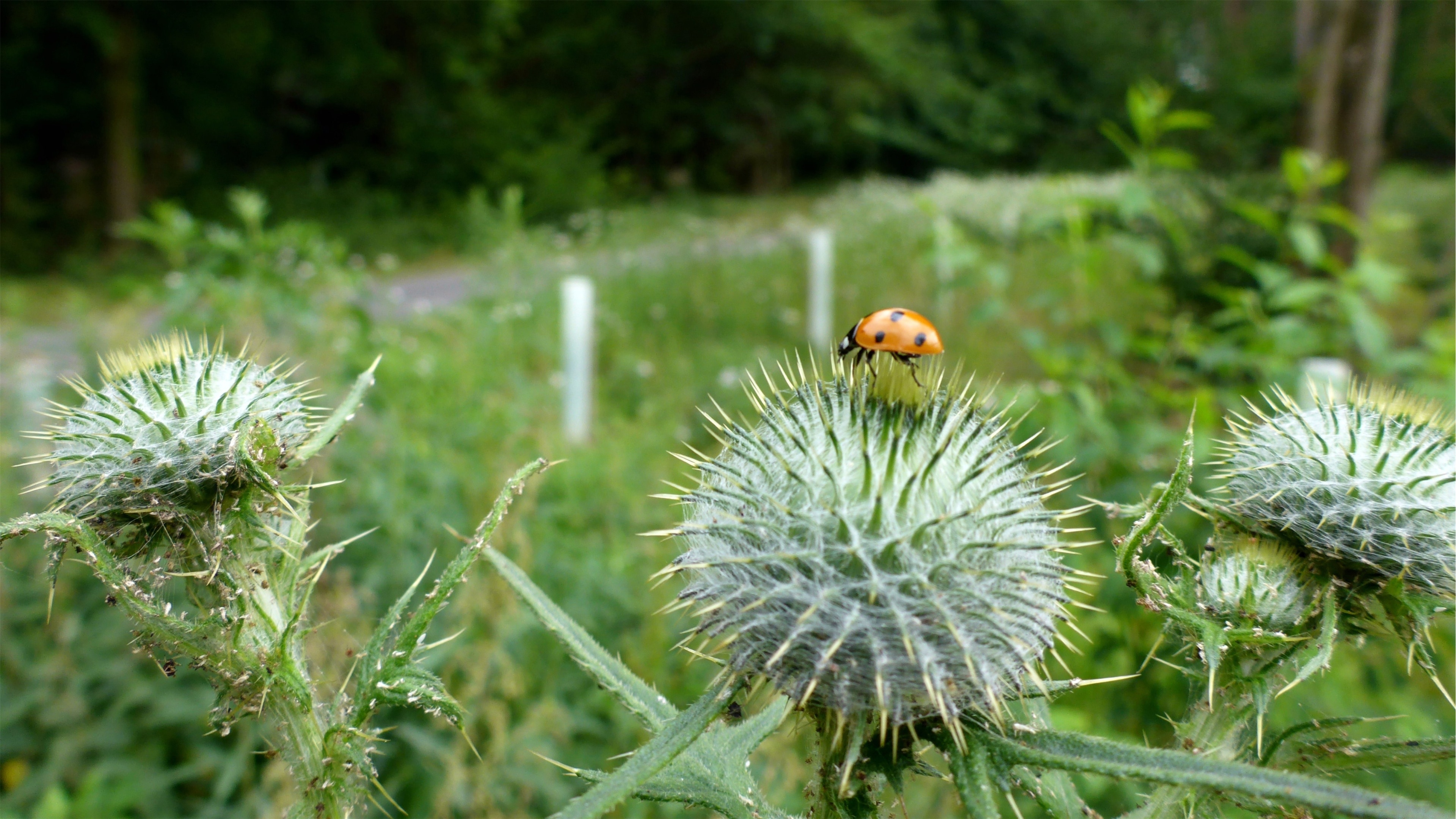 « Neureut», photo de Günter Josef Radig (CC BY-SA) / rognée de l’originale