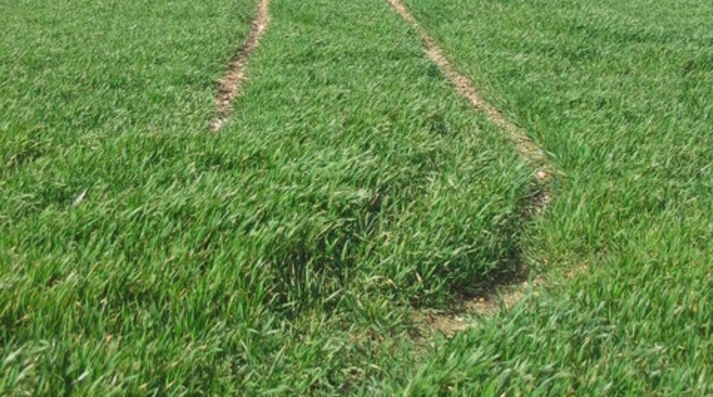 Photo "St Ippolyts" by Jo Hennessey (CC BY-SA) / Cropped from original