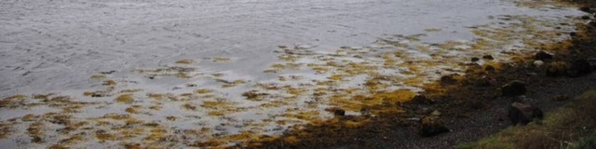 Photo "Loch Feochan The Island in the loch is Eilean Ruisg" by PAUL FARMER (Creative Commons Attribution-Share Alike 2.0) / Cropped from original