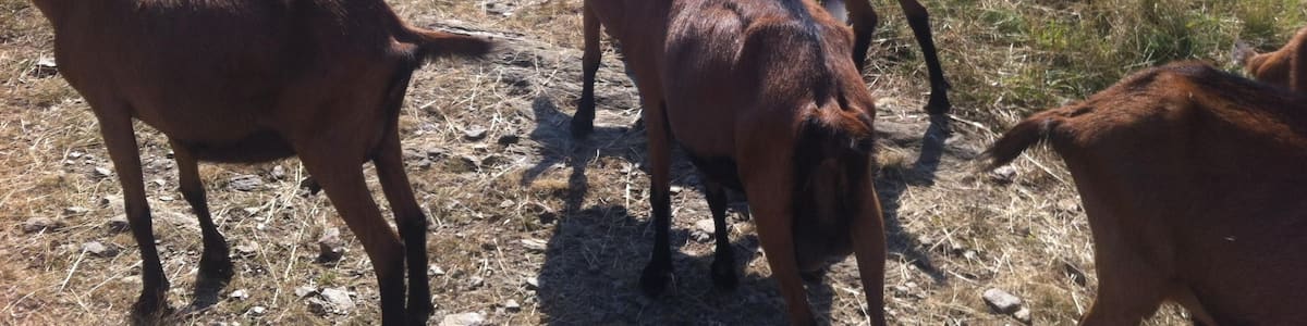 Photo "Pâturage pret de chez moi" by Adam Corrales (Creative Commons Attribution 4.0) / Cropped from original