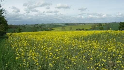 Photo "Kelmarsh" by Richard Williams (CC BY-SA) / Cropped from original